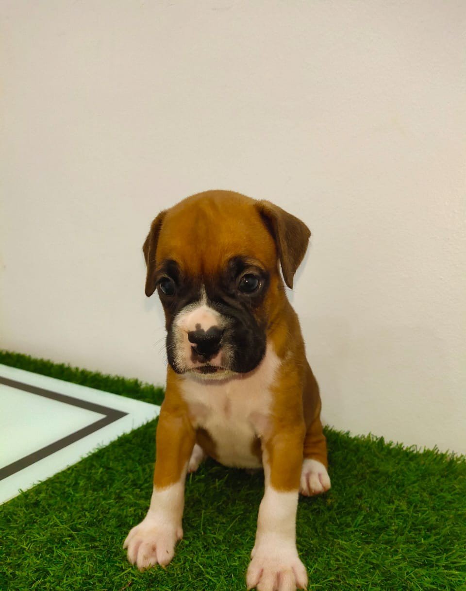 Boxer puppy From Ahmedabad for sale